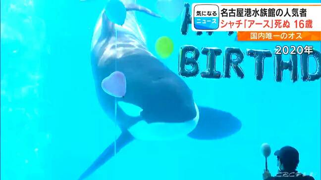 県外から追悼に訪れる人も… 名古屋港水族館の人気者 国内唯一のオスのシャチ「アース」死ぬ|TBS NEWS DIG