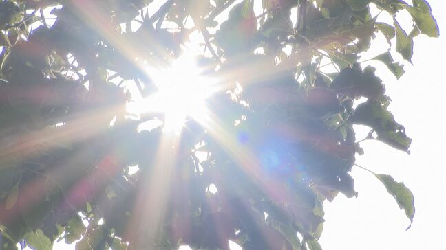 日田市で32.9度の真夏日　県内11の観測地点で今年の最高気温を更新　大分|TBS NEWS DIG