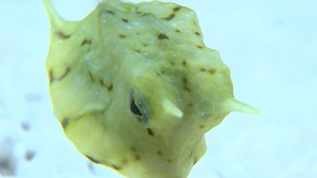 「トナカイを連想させるフグ」クリスマスにちなんだ海の生き物を集めた企画展【香川】|TBS NEWS DIG