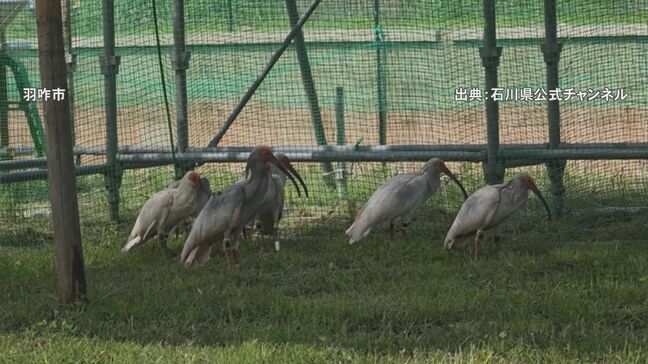 トキ10羽が「ソフトリリース」放鳥 飼育されていた18羽すべてが空へ 石川・羽咋市|TBS NEWS DIG