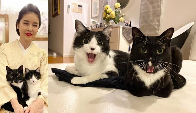 【ねこ】藤あや子さんの愛猫マル・オレオ　そろって “オオタニサーーーーーーーーーーーーン！！！！！！” 1号ホームランに絶叫？|TBS NEWS DIG