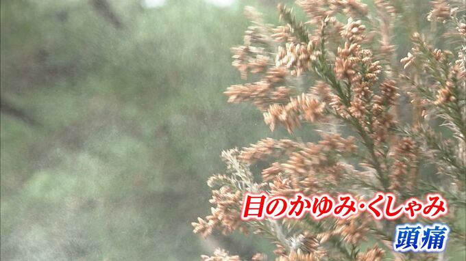 スギ花粉は条件によっては100km以上飛ぶ！花粉症を悪化させる「PM2.5」とは？【前編】|TBS NEWS DIG