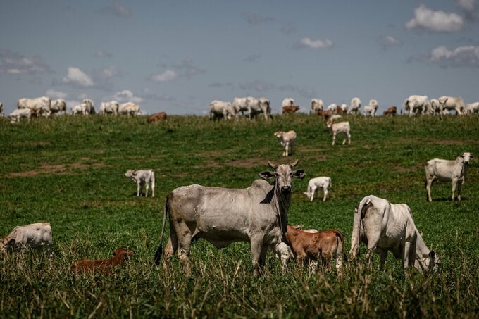 中国の牛肉輸入制限、ブラジル食肉業界に打撃－EUリスクにも直面