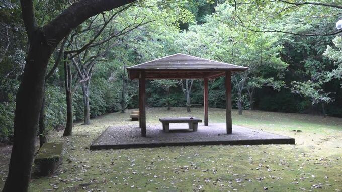 「ハチが活発化する時期」小学生９人刺される　刺されたら？巣を見かけたら？注意点|TBS NEWS DIG