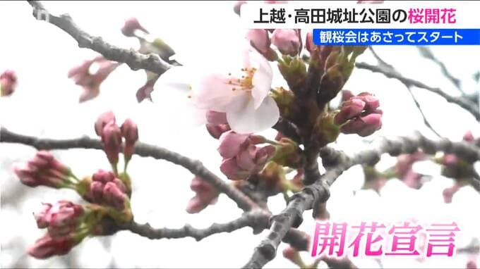 【ソメイヨシノ】桜 開花宣言！50万人超が魅せられる“日本三大夜桜” 高田城址公園の観桜会は3日から！新潟県上越市|TBS NEWS DIG