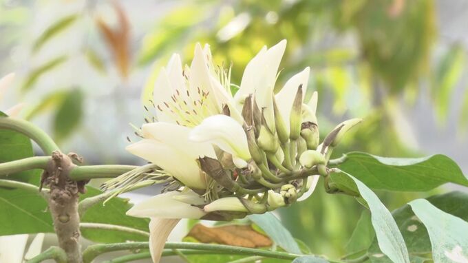 熱帯ドリームセンターで咲く白いデイゴの花　ハワイ原産の変種、希少な「シロバナデイゴ」が開花|TBS NEWS DIG
