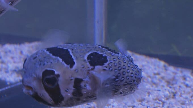 人の顔に見えることからヒトヅラ　水族館で「ヒトヅラハリセンボン」展示　|　山口のニュース・天気・防災｜tys NEWS｜ｔｙｓテレビ山口