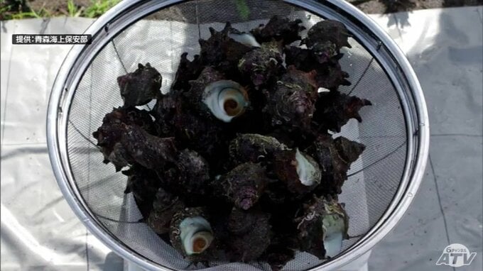 【詳報】サザエ53個とアワビ1個を密漁か　30歳の会社役員など男ら3人を逮捕・送検　パトロール中の海上保安部職員が海に潜る3人を発見→所持品の中にアワビとサザエがあり捜査→逮捕へ　青森海上保安部|TBS NEWS DIG