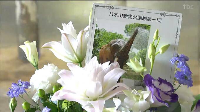 アフリカゾウのベン天国へ　花手向け別れ惜しむ　仙台市八木山動物園に献花台設置|TBS NEWS DIG