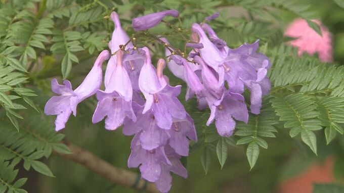 「紫の桜」「熱帯の桜」世界三大花木“ジャカランダ”花咲かす　山口・下関|TBS NEWS DIG