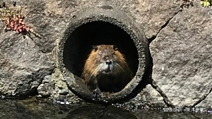 「なぜヌートリアは岡山県に多い？」広い干拓地、ため池、水田、温暖な気候…かつては「毛皮」として利用するため飼育場も|TBS NEWS DIG