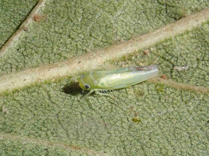 「葉が白くカスリ状に…」新たな害虫「モモヒメヨコバイ」高知県内で発生確認　ウメ・モモなどに被害　|　高知のニュース・天気｜KUTV NEWS | KUTVテレビ高知