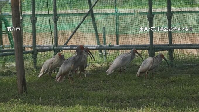 トキ10羽が「ソフトリリース」放鳥 飼育されていた18羽すべてが空へ 石川・羽咋市|TBS NEWS DIG