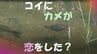 【動画】コイにカメが恋をした！？動物の不思議な様子をスクープ　水中のイチャイチャパラダイスがまさかの展開に…カメのこんな動き、あり？（山形市）　|　山形のニュース│TUYテレビユー山形