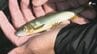興津川でアユ釣り解禁 過去5年で最多の遡上、ルアー釣りも解禁へ　|　静岡のニュース | SBSNEWS | 静岡放送