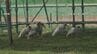トキ10羽が「ソフトリリース」放鳥 飼育されていた18羽すべてが空へ 石川・羽咋市　|　石川県のニュース｜MRO北陸放送