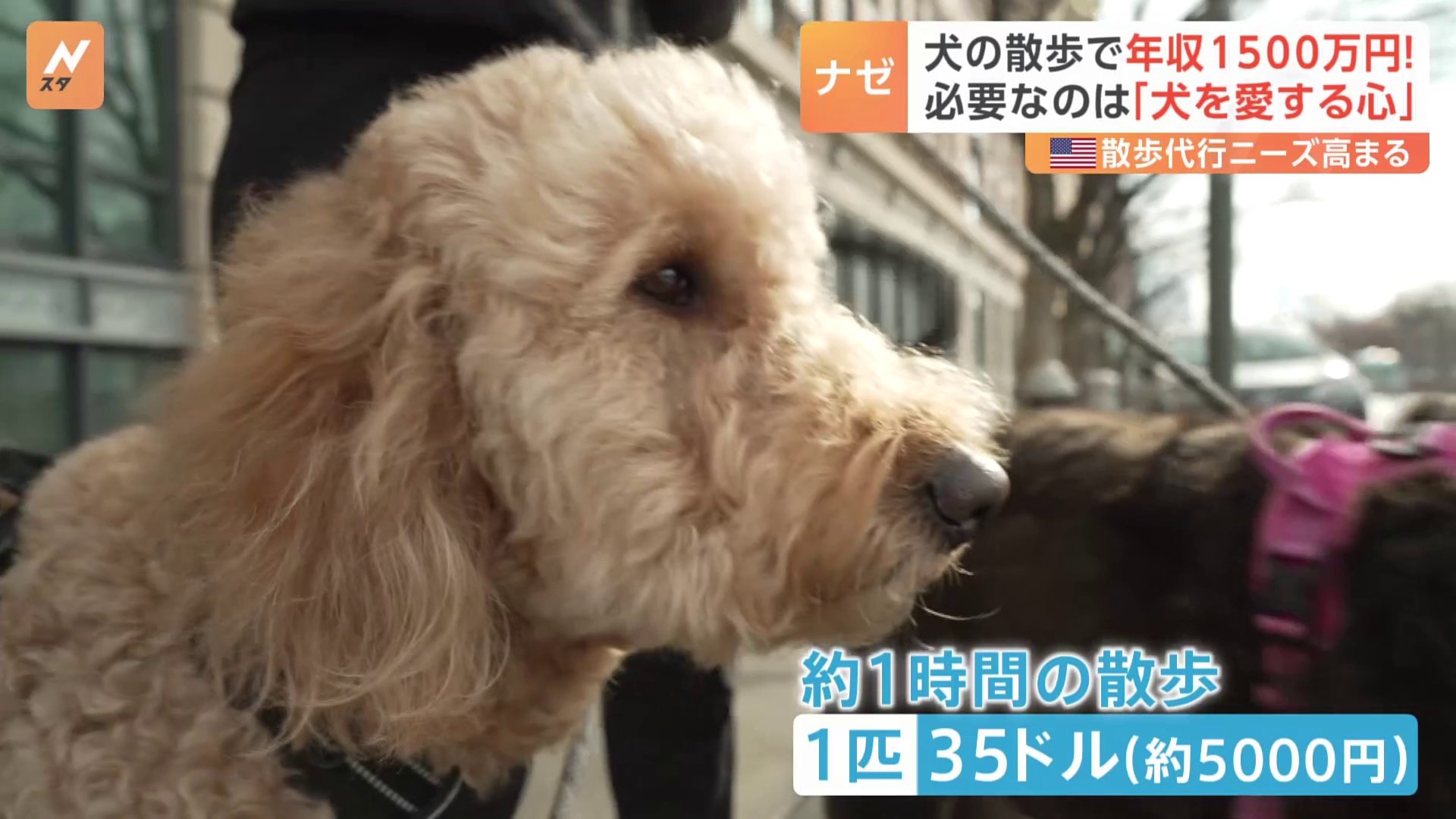 犬の散歩」で年収1500万円超も ニューヨークのドッグウォーカー 資格は不要「犬を愛する心」だけ 転機は新型コロナ ペット飼う人が急増 | TBS  CROSS DIG with Bloomberg