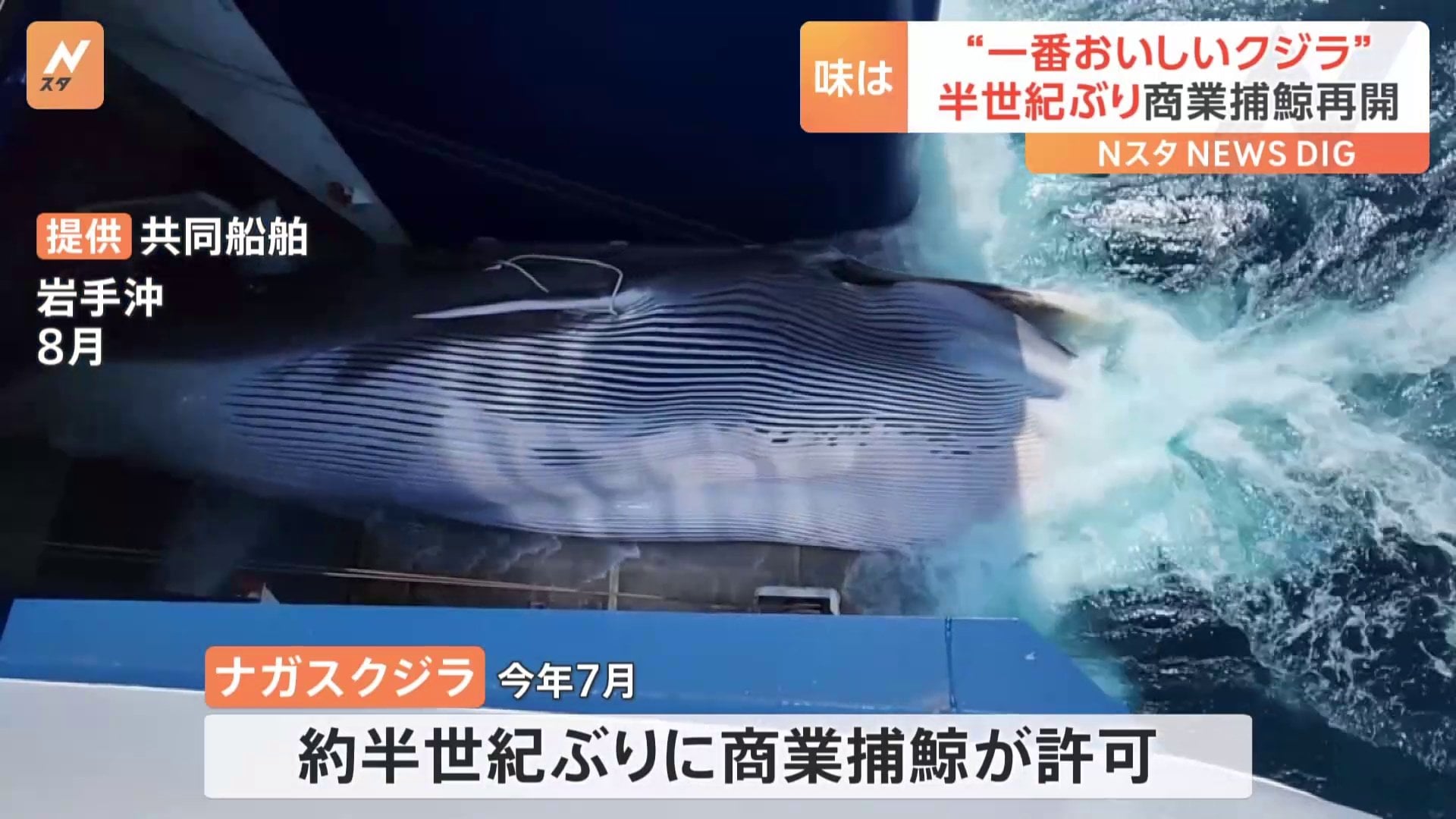 半世紀ぶりに捕獲されたナガスクジラ 東京・豊洲で展示商談会 | TBS