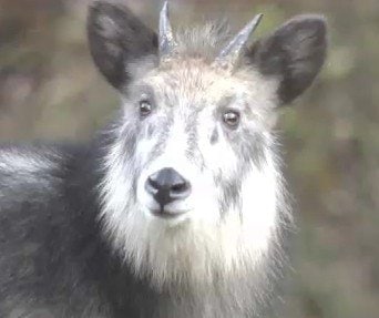 ニホンカモシカ　角 日本鹿の角
