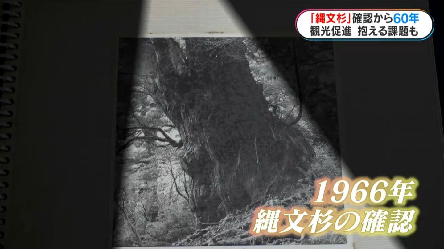 縄文杉」確認から60年 “屋久島のシンボル”直面する新たな課題 鹿児島