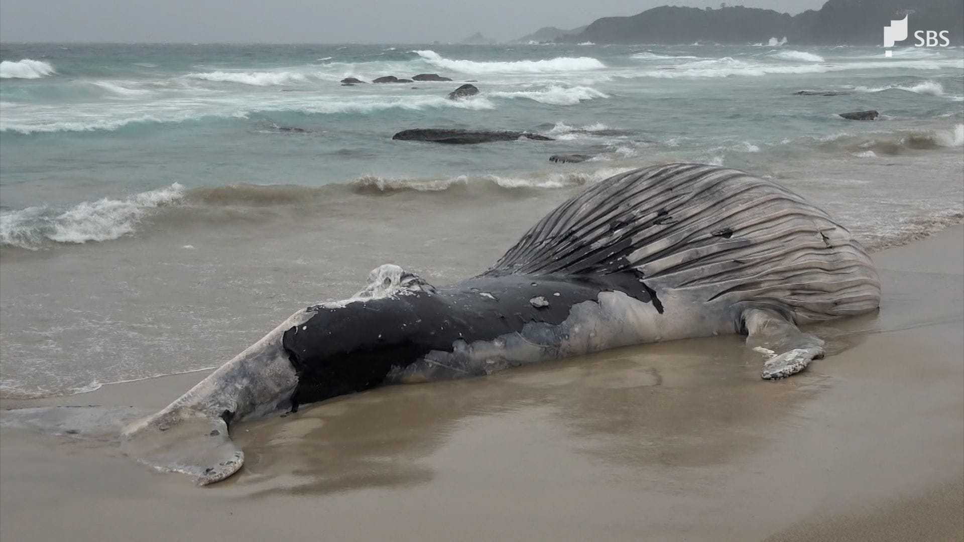 海岸に打ち上げられた体長9.4メートルのクジラの死骸 砂浜に穴掘り埋め