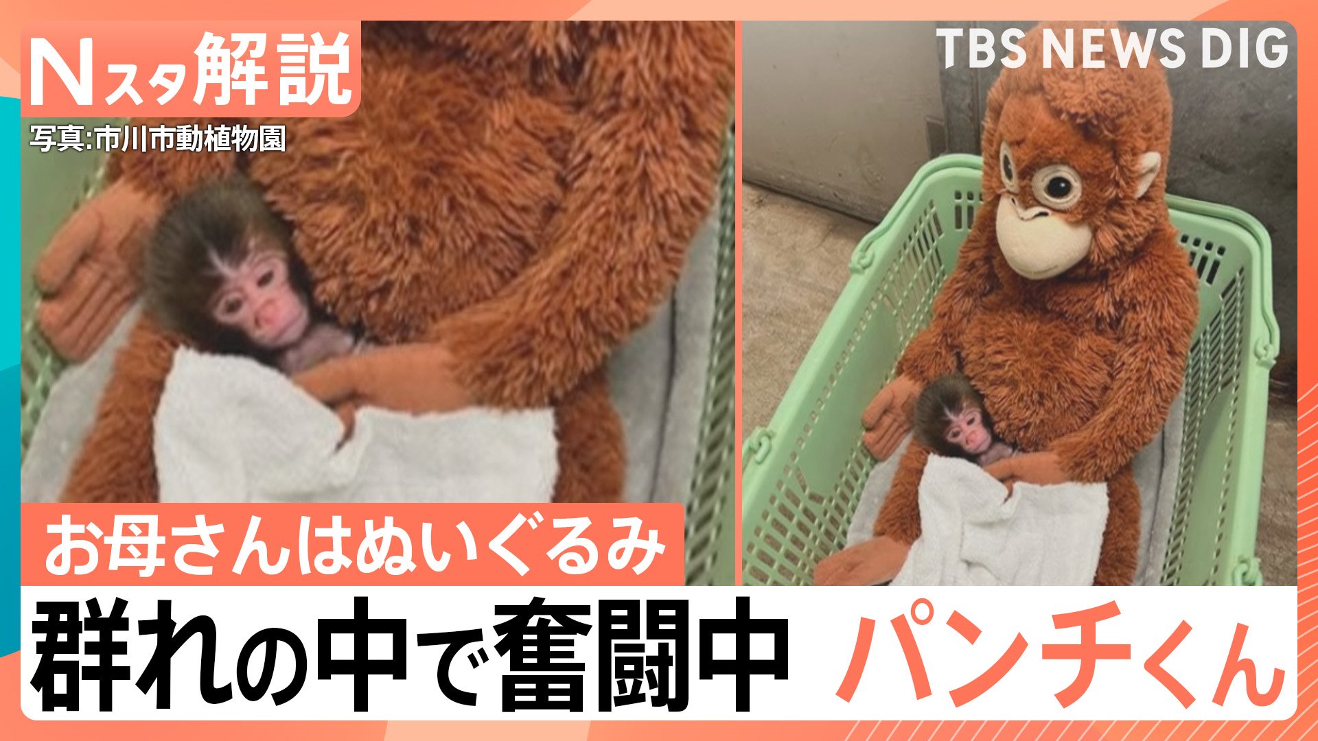 パンチくん」群れの中で奮闘中 “ぬいぐるみと成長”過去には「クマ」と