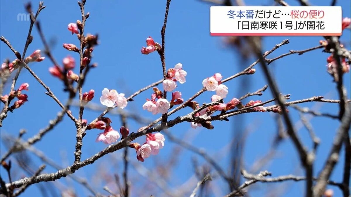 冬本番ですが桜の便り 日南市北郷町で「日南寒咲1号」 咲き始める