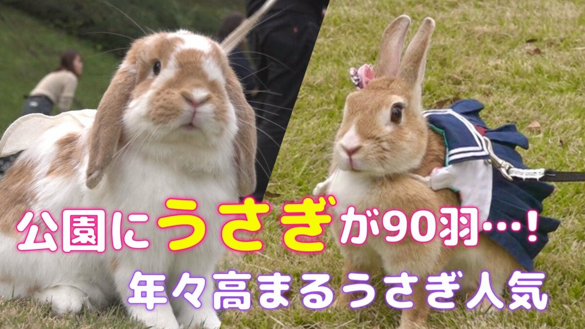 なんの変哲のないうさぎ なんの変哲のないうさぎ 世にも不思議なウサギさん | P's KOBO 日記