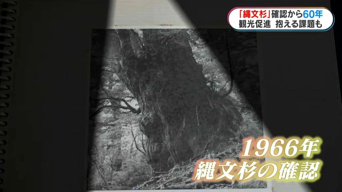 縄文杉」確認から60年 “屋久島のシンボル”直面する新たな課題 鹿児島