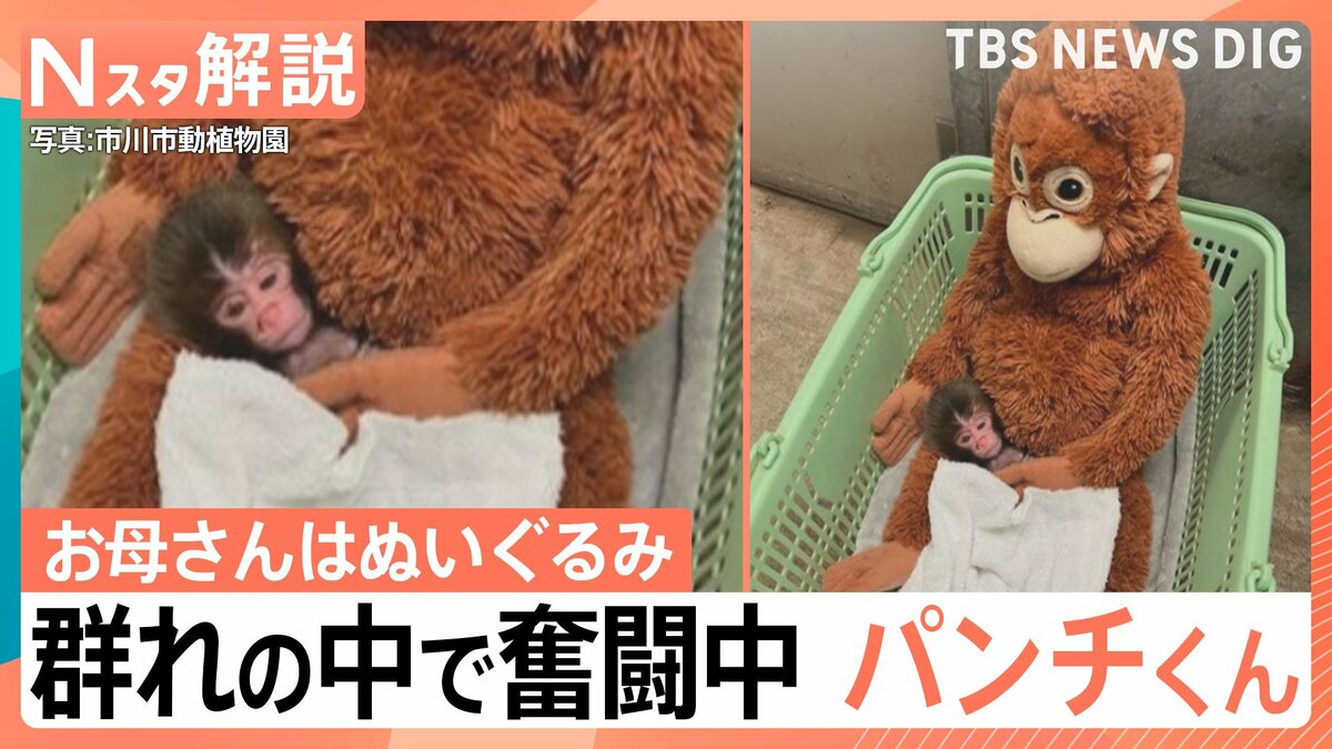 パンチくん」群れの中で奮闘中 “ぬいぐるみと成長”過去には「クマ」と