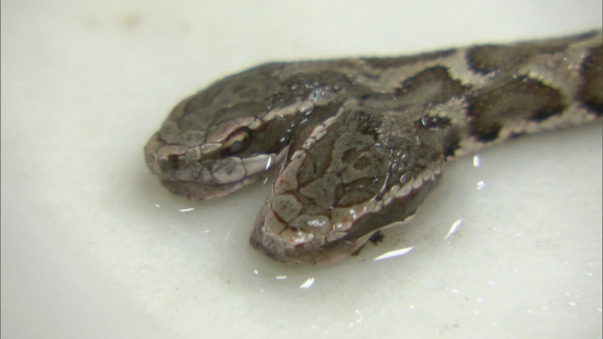 まむし2匹の乾燥品　標本 見つかった双頭のヘビはニホンマムシ 生後半年ほどの子供か 夏ごろ一般