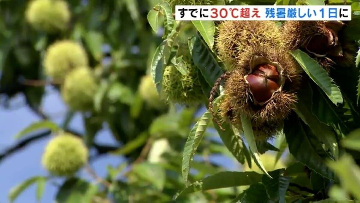 秋の味覚「クリ」季節の移ろい感じながら 残暑厳しい一日に午前中から30℃超え 富山 | TBS NEWS DIG