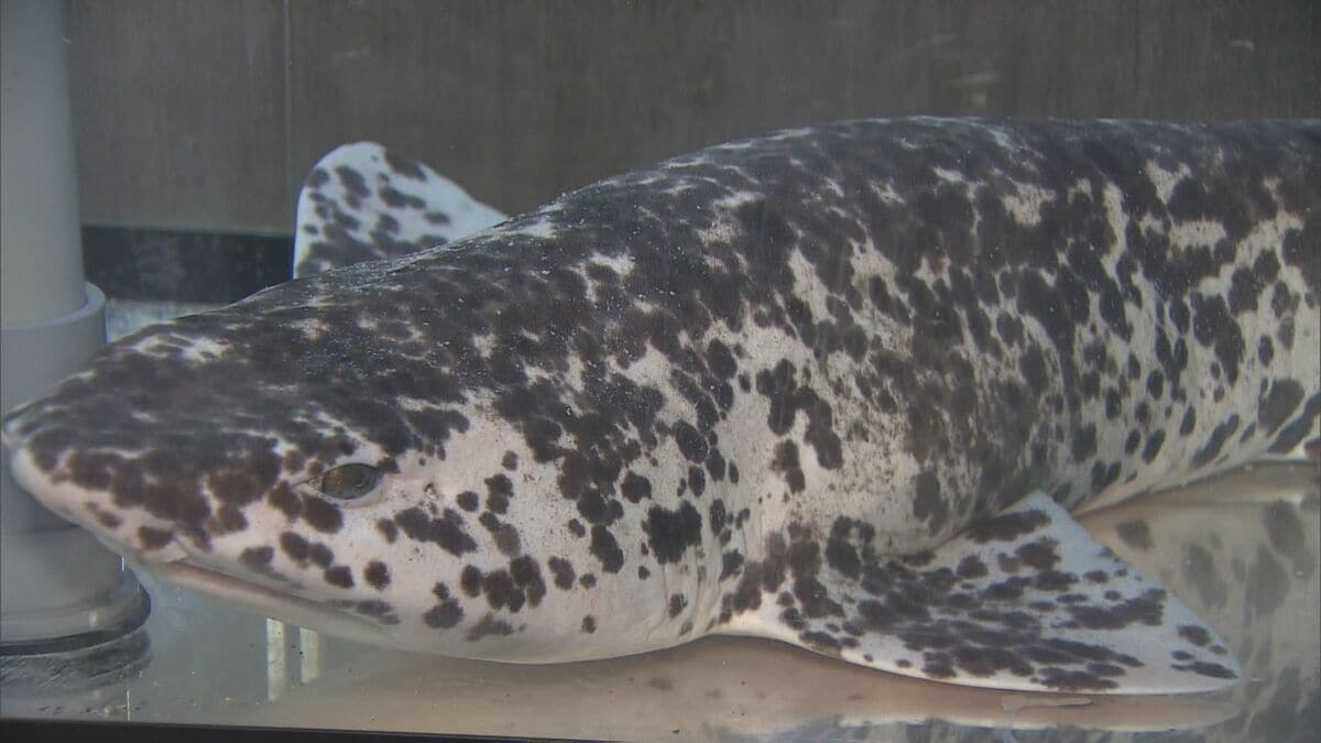 パンダカラーのサメ!? 通常はグレーや茶褐色に黒い斑点… 色素少なく白に？｢ナヌカザメ｣の展示始まる 三重･伊勢シーパラダイス 