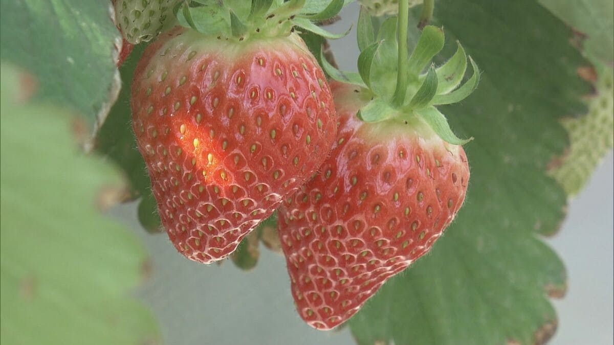 「30個食べた」赤く実った大粒のイチゴを… 観光農園でイチゴ狩りが最盛期 岐阜・本巣市
