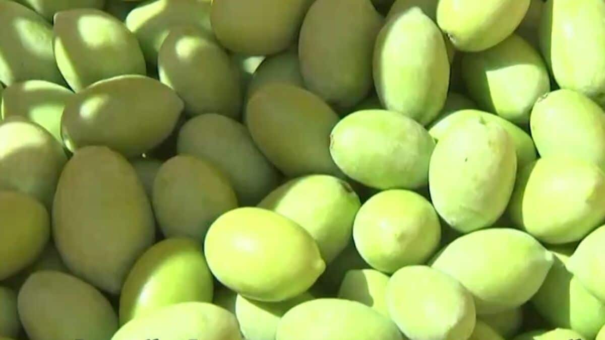 小豆島のオリーブ新品種が収獲の最盛期　愛称は「せとみどり」　実が大きく食べ応えが【香川】
