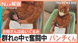 「パンチくん」群れの中で奮闘中　“ぬいぐるみと成長”過去には「クマ」と…その後は出産も【Nスタ解説】|TBS NEWS DIG