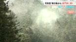 スギ花粉の飛散　長野では去年の3倍ペース!?【くらピタ】鼻水、目のかゆみ、のどの“イガイガ”も…耳鼻科医に聞く今シーズンの花粉症の特徴は？　|　SBC NEWS | 長野のニュース | SBC信越放送