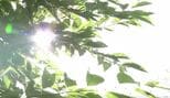 熱中症の症状で倒れていた88歳の男性が死亡　長野県内で今シーズン初の熱中症死者とみられる　|　SBC NEWS | 長野のニュース | SBC信越放送