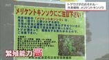 芝生に潜む"刺客" 外来植物 「メリケントキンソウ」に要注意！足裏にチクリと痛み【MRT2025年度話題の記事】　|　MRTニュース ｜ ＭＲＴ宮崎放送