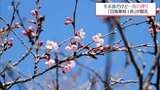 冬本番ですが桜の便り　日南市北郷町で「日南寒咲1号」　咲き始める|TBS NEWS DIG
