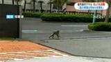 きょうもサル目撃情報 13日は鹿児島市小野付近で2件 | 鹿児島のニュース|MBC NEWS|南日本放送