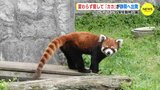 レッサーパンダ「カカ」　静岡へ出発　広島市安佐動物公園　|　RCC NEWS | 広島ニュース | RCC中国放送