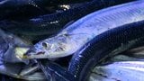 サンマ 今季最多520トンの水揚げ 徐々に値下がりもお手頃価格はまだ先か 北海道根室市 花咲港 | 北海道のニュース|HBC北海道放送