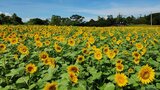 大輪の「ひまわり」およそ30万本が見ごろ 大分・豊後高田市 | 大分のニュース|OBS NEWS|大分放送