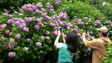 最盛期には300万輪の競演も…　下田で毎年恒例の「あじさい祭」が開幕＝静岡・下田市|TBS NEWS DIG