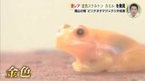 激レア「金色スケルトンカエル」を発見　“カエル博士”も興奮　ピンクオタマジャクシが成長して…　|　RCC NEWS | 広島ニュース | RCC中国放送