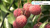 フレッシュな甘み 夏の果物「ライチ」収穫最盛期を迎える | 高知のニュース・天気|KUTV NEWS | KUTVテレビ高知