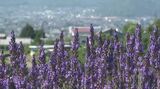 「花の香りと澄んだ空気が癒し効果に」紫の花と香りと青空と…地域のボランティアが手入れ　500株のラベンダーが見ごろに　|　SBC NEWS | 長野のニュース | SBC信越放送