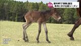 この春初めての子馬「春駒」が誕生 串間市都井岬の野生馬 | MRTニュース | MRT宮崎放送