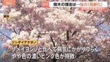 満開なのに…桜の倒木相次ぐ　原因は桜の「高齢化」　樹齢60年超えるとキノコによる腐敗のリスク高まる　次世代の桜「ジンダイアケボノ」に期待集まる|TBS NEWS DIG